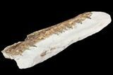 Fossil Mosasaur (Tethysaurus) Jaw Section - Goulmima, Morocco #107096-4